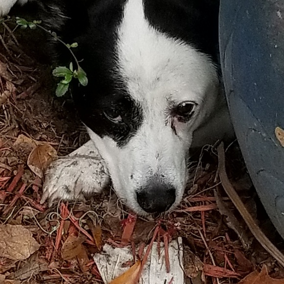 POSH AMBASSADOR - Picture 3 of 8